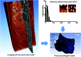 Graphical abstract: Bridging structure and mechanics of three-dimensional porous hydrogel with X-ray ultramicroscopy and atomic force microscopy