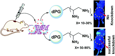 Graphical abstract: Structure–activity relationship study of dendritic polyglycerolamines for efficient siRNA transfection