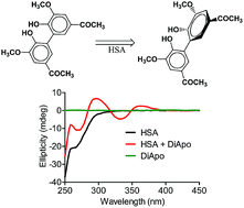 Graphical abstract: Experimental, DFT and docking simulations of the binding of diapocynin to human serum albumin: induced circular dichroism