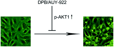 Graphical abstract: Low-dose HSP90 inhibitors DPB and AUY-922 repress apoptosis in HUVECs