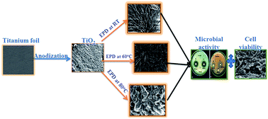 Graphical abstract: Mineral substituted hydroxyapatite coatings deposited on nanoporous TiO2 modulate the directional growth and activity of osteoblastic cells