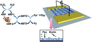 Graphical abstract: Fabrication of bioactive polypyrrole microelectrodes on insulating surfaces by surface-guided biocatalytical polymerization