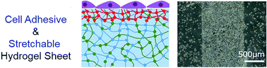 Graphical abstract: Highly stretchable cell-cultured hydrogel sheet