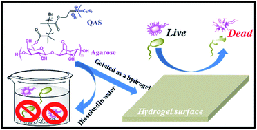 Graphical abstract: Quaternized poly(2-(dimethylamino)ethyl methacrylate)-grafted agarose copolymers for multipurpose antibacterial applications