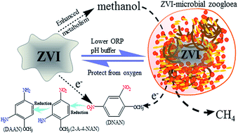 Graphical abstract: Enhanced reductive transformation of 2,4-dinitroanisole in a anaerobic system: the key role of zero valent iron