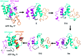 Graphical abstract: Structures and energies of the transition between two conformations of the alternate frame folding calbindin-D9k protein: a theoretical study