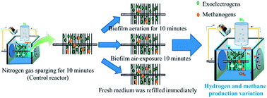 Graphical abstract: The effect of a short term biofilm-aeration treatment on energy recovery in microbial electrolysis cells