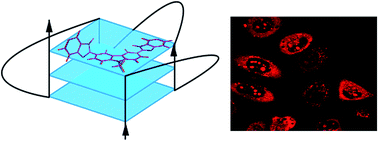 Graphical abstract: Interaction of bisbenzimidazole-substituted carbazole derivatives with G-quadruplexes and living cells