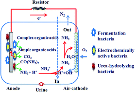 Graphical abstract: Simultaneous current generation and ammonia recovery from real urine using nitrogen-purged bioelectrochemical systems