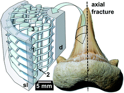 Graphical abstract: Dental lessons from past to present: ultrastructure and composition of teeth from plesiosaurs, dinosaurs, extinct and recent sharks