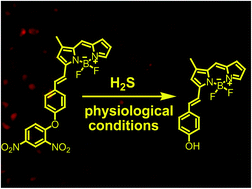 Graphical abstract: Selective and sensitive detection of hydrogen sulfide in live cells