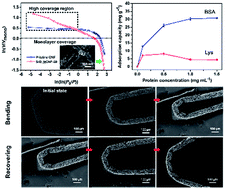 Graphical abstract: Hierarchical porous carbon nanofibrous membranes with an enhanced shape memory property for effective adsorption of proteins