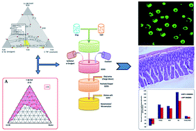 Graphical abstract: Systematic development of novel cationic self-nanoemulsifying drug delivery systems of candesartan cilexetil with enhanced biopharmaceutical performance