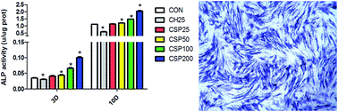 Graphical abstract: Odontogenic differentiation of human dental pulp cells induced by silicate-based bioceramics via activation of P38/MEPE pathway