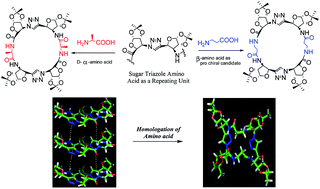 Graphical abstract: Design and synthesis of conformationally homogeneous pseudo cyclic peptides through amino acid insertion: investigations on their self assembly