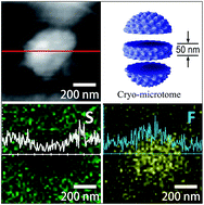 Graphical abstract: Microstructure and properties of novel SPEEK/PVDF-g-PSSA blends for proton exchange membrane with improved compatibility