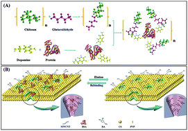 Graphical abstract: A porous hybrid imprinted membrane for selectively anchoring target proteins from a complex matrix