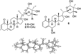 Graphical abstract: Capsisteroids A–F, withanolides from the leaves of Solanum capsicoides