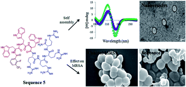 Graphical abstract: N-terminal aromatic tag induced self assembly of tryptophan–arginine rich ultra short sequences and their potent antibacterial activity