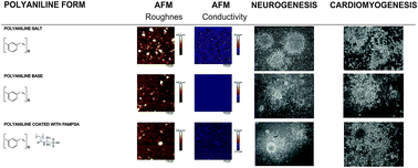 Graphical abstract: Stem cell differentiation on conducting polyaniline