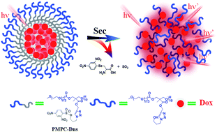 Graphical abstract: Synthesis, characterization and applications of selenocysteine-responsive nanoprobe based on dinitrobenzene sulfonyl-modified poly(carbonate) micelles