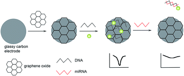 Graphical abstract: Retracted Article: Graphene oxide/DNA-decorated electrode for the fabrication of microRNA biosensor