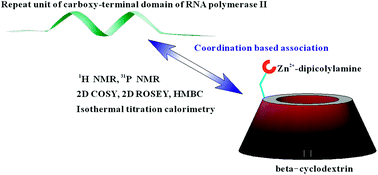 Graphical abstract: Study on the association between CTD peptides and zinc(ii)-dipicolylamine appended beta-cyclodextrin