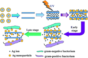 Graphical abstract: Preparation and long-term antibacterial activity of TiO2 nanotubes loaded with Ag nanoparticles and Ag ions