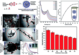 Graphical abstract: Highly responsive glutathione functionalized green AuNP probe for precise colorimetric detection of Cd2+ contamination in the environment