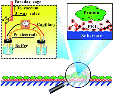 Graphical abstract: Facile real-time evaluation of the stability of surface charge under regular shear stress by pulsed streaming potential measurement