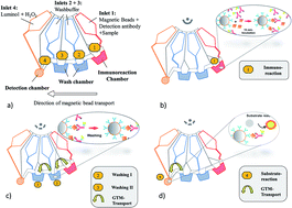 Graphical abstract: Magnetic chemiluminescent immunoassay for human C-reactive protein on the centrifugal microfluidics platform