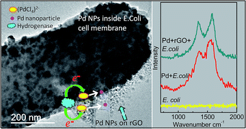 Graphical abstract: Pd nanoparticles supported on reduced graphene–E. coli hybrid with enhanced crystallinity in bacterial biomass