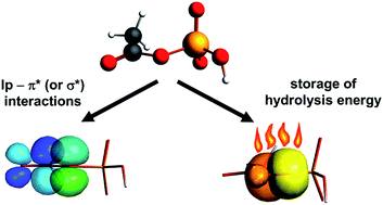 Graphical abstract: Charge density distribution and theoretical analysis of low and high energy phosphate esters