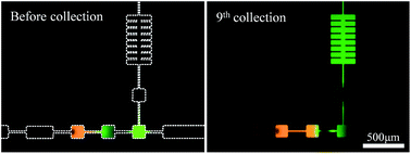 Graphical abstract: Selective preconcentration and online collection of charged molecules using ion concentration polarization