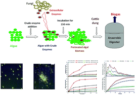Graphical abstract: Enhanced methane production from algal biomass through short duration enzymatic pretreatment and codigestion with carbon rich waste