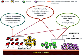 Graphical abstract: Prospects of common biomolecules as coating substances for polymeric biomaterials