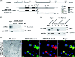 Graphical abstract: Retracted Article: Spectrin-like domain 2 of DRP2 serves as a novel binding region for the NLS2 and 3 sub-domains of L-periaxin