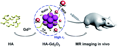 Graphical abstract: Hyaluronic acid-mediated one-pot facile synthesis of a sensitive and biocompatible Gd2O3 nanoprobe for MR imaging in vivo