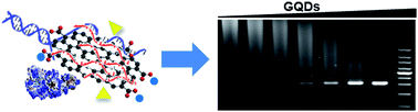 Graphical abstract: Interactions of the primers and Mg2+ with graphene quantum dots enhance PCR performance