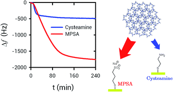 Graphical abstract: Early stages of ZIF-8 film growth: the enhancement effect of primers exposing sulfonate groups as surface-confined nucleation agents