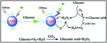Graphical abstract: Label-free carbon quantum dots as photoluminescence probes for ultrasensitive detection of glucose