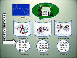 Graphical abstract: Inhibitory potential of some chalcones on cathepsins B, H and L
