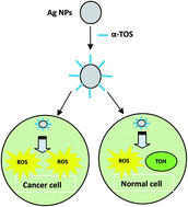 Graphical abstract: Reducing the cytotoxicity while improving the anti-cancer activity of silver nanoparticles through α-tocopherol succinate modification