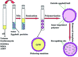 Graphical abstract: Facile synthesis of eggshell-stabilized erythromycin-based imprinted composites for recognition and separation applications
