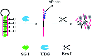Graphical abstract: A label free fluorescent assay for uracil-DNA glycosylase activity based on the signal amplification of exonuclease I