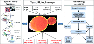 Graphical abstract: Recent advances in engineering yeast for pharmaceutical protein production