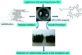 Graphical abstract: Isolation of Bacillus amyloliquefaciens JK6 and identification of its lipopeptides surfactin for suppressing tomato bacterial wilt