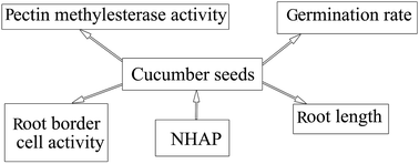 Graphical abstract: Impact of nanometer hydroxyapatite on seed germination and root border cell characteristics