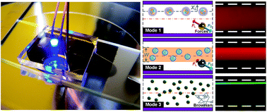 Graphical abstract: Improved understanding of particle migration modes in spiral inertial microfluidic devices