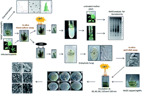 Graphical abstract: Bioactive bile salt-capped silver nanoparticles activity against destructive plant pathogenic fungi through in vitro system